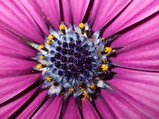P8149639a.jpg
